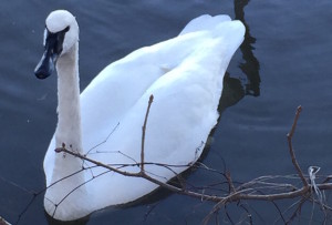 TrumpeterSwan
