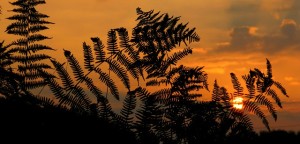 Sunrise and Ferns
