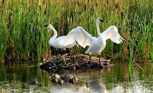 trumpeter-swans-959705_1280