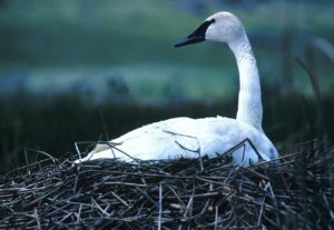 trumpeter-swan-613908_1280